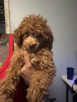King, a male Poodle - Miniature  for sale in Baltimore, MD – 3 of 3