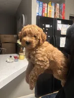 Prince , a male Poodle - Miniature  for sale in Baltimore, MD – 2 of 3