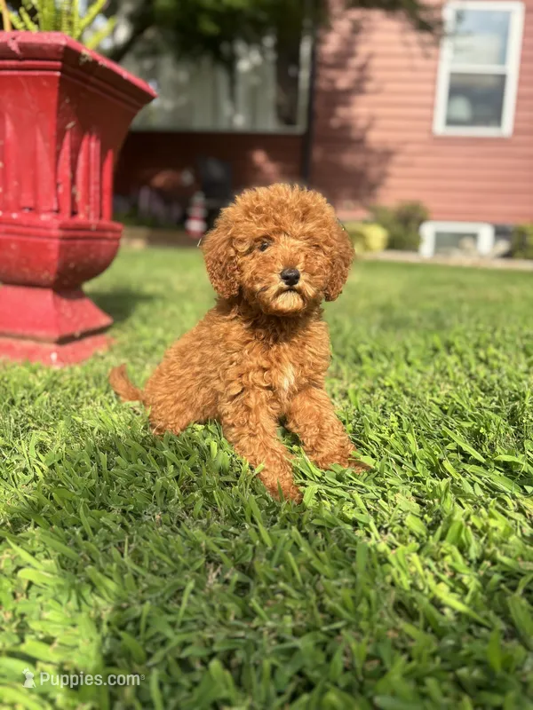 King  – Poodle - Miniature  puppy for sale in Baltimore, MD