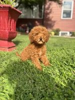 King , a male Poodle - Miniature  for sale in Baltimore, MD – 1 of 4