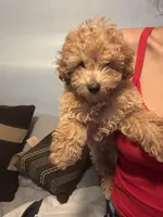 King, a male Poodle - Miniature  for sale in Baltimore, MD – 1 of 3