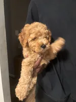 Prince, a male Poodle - Miniature  for sale in Baltimore, MD – 4 of 4