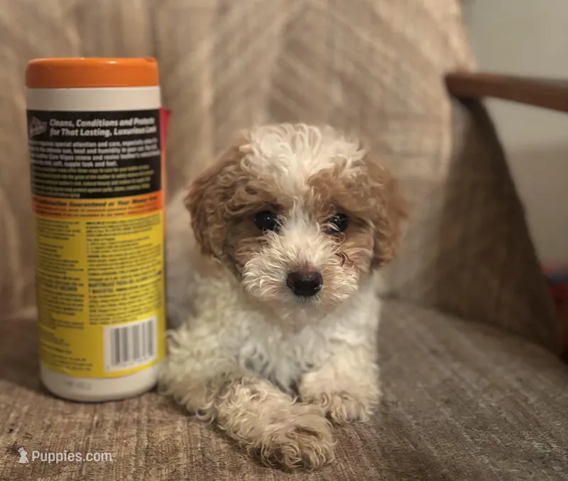 Queenie  – Poodle - Miniature  puppy for sale in Baltimore, MD
