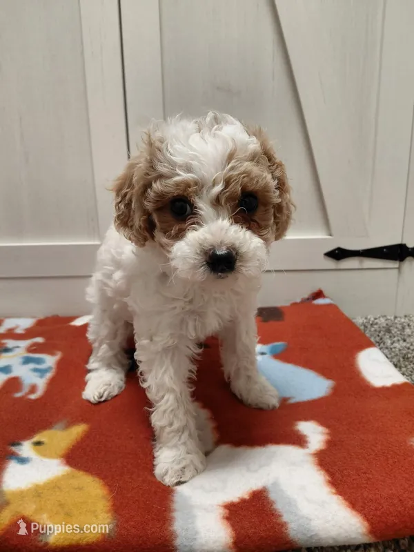 Queenie  – Poodle - Miniature  puppy for sale in Baltimore, MD
