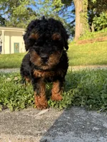 King, a male Poodle - Miniature  for sale in Baltimore, MD – 2 of 6