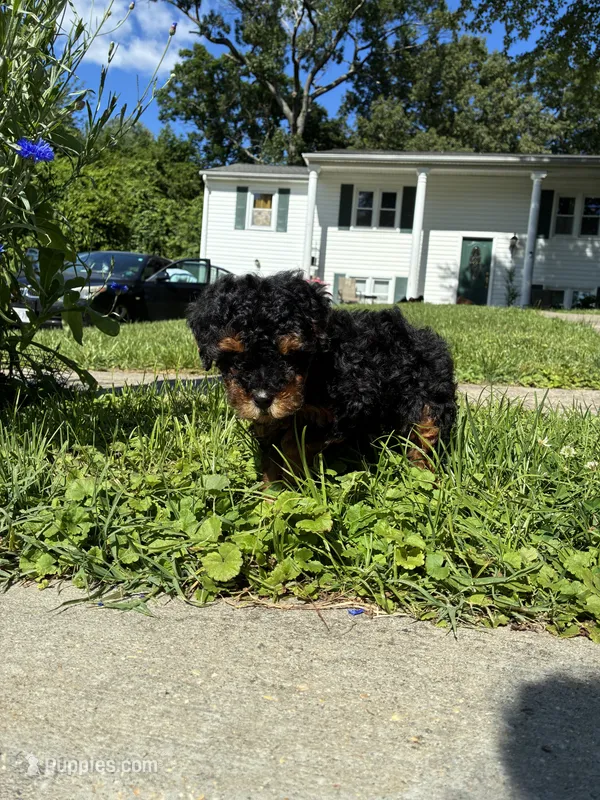 King – Poodle - Miniature  puppy for sale in Baltimore, MD