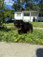 King, a male Poodle - Miniature  for sale in Baltimore, MD – 1 of 4