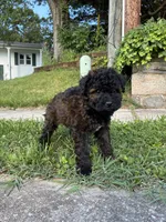 King, a male Poodle - Miniature  for sale in Baltimore, MD – 3 of 4