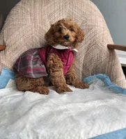 Princess, a female Poodle - Miniature  for sale in Baltimore, MD – Photo 3 of 4