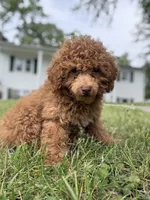 King , a male Poodle - Miniature  for sale in Baltimore, MD – 2 of 4