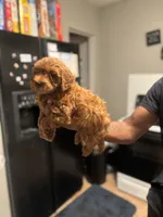 Lucky, a male Poodle - Miniature  for sale in Baltimore, MD – 2 of 4
