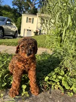 Prince , a male Poodle - Miniature  for sale in Baltimore, MD – 3 of 4
