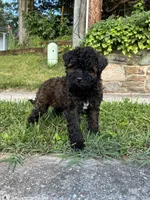 Prince , a male Poodle - Miniature  for sale in Baltimore, MD – 4 of 4