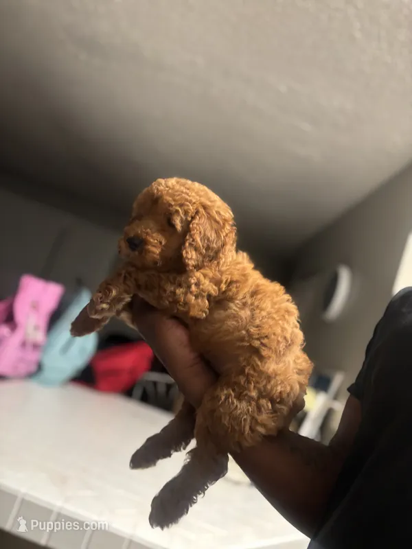 King – Poodle - Miniature  puppy for sale in Baltimore, MD