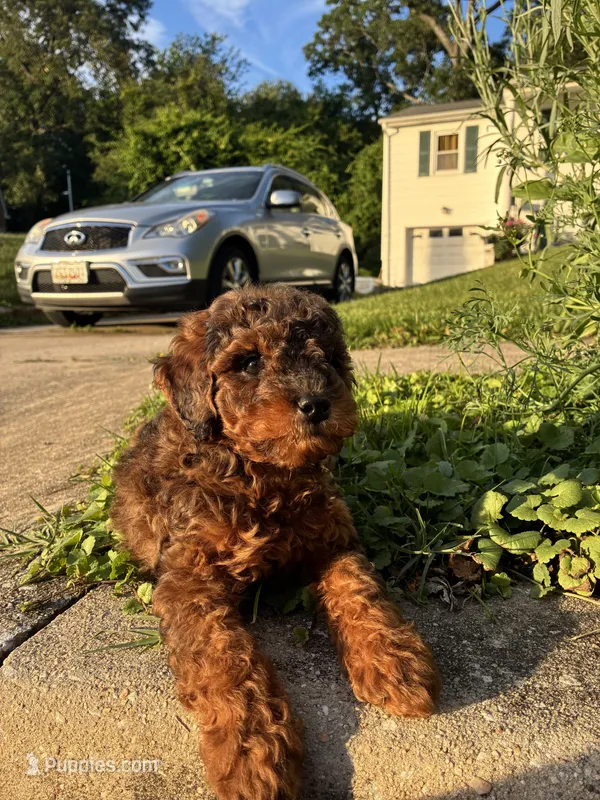 Poppy – Poodle - Miniature  puppy for sale in Baltimore, MD