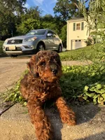 Poppy, a male Poodle - Miniature  for sale in Baltimore, MD – 1 of 4