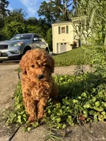 Lance, a male Poodle - Miniature  for sale in Baltimore, MD – 3 of 4