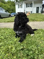 Lucky, a male Poodle - Miniature  for sale in Baltimore, MD – 8 of 8