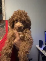 King, a male Poodle - Miniature  for sale in Baltimore, MD – 2 of 3