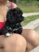 Lucky, a male Poodle - Miniature  for sale in Baltimore, MD – 2 of 8
