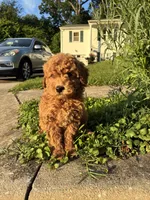Lance, a male Poodle - Miniature  for sale in Baltimore, MD – 2 of 4