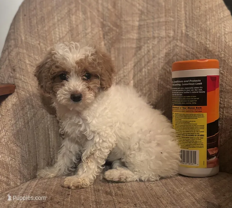 Angel – Poodle - Miniature  puppy for sale in Baltimore, MD