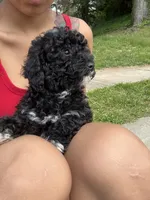 Lucky, a male Poodle - Miniature  for sale in Baltimore, MD – 5 of 5