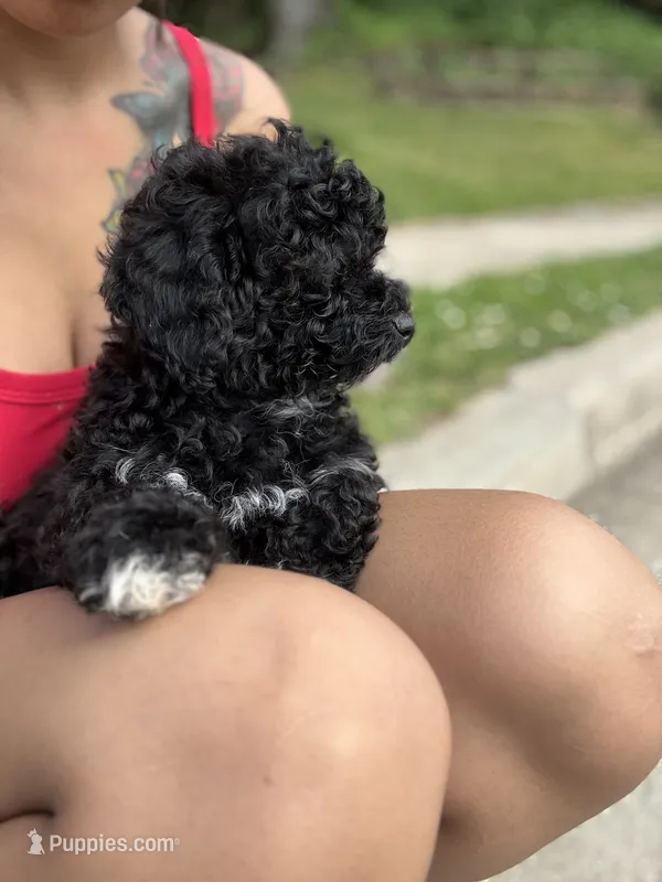 Prince – Poodle - Miniature  puppy for sale in Baltimore, MD