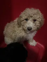Seven , a male Poodle - Miniature  for sale in Baltimore, MD – 3 of 3