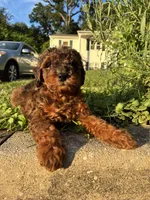 Poppy, a male Poodle - Miniature  for sale in Baltimore, MD – 3 of 4