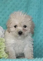 Princess, a female Bichpoo for sale in Baltimore, MD – Photo 3 of 4