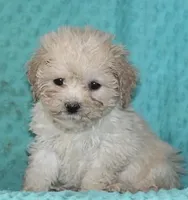 Princess, a female Bichpoo for sale in Baltimore, MD – Photo 1 of 4