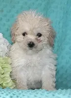 Princess, a female Bichpoo for sale in Baltimore, MD – Photo 2 of 4