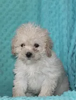 Princess, a female Bichpoo for sale in Baltimore, MD – Photo 4 of 4
