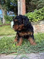 Prince , a male Poodle - Miniature  for sale in Baltimore, MD – 2 of 5