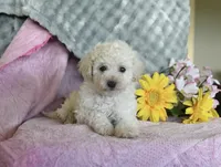 Princess, a female Poodle - Toy  for sale in Baltimore, MD – Photo 2 of 3