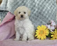 Princess, a female Poodle - Toy  for sale in Baltimore, MD – Photo 3 of 3