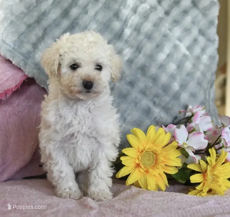 Princess – Poodle - Toy  puppy for sale in Baltimore, MD