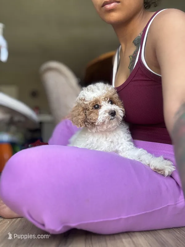 Angel – Poodle - Miniature  puppy for sale in Baltimore, MD