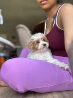 Angel, a female Poodle - Miniature  for sale in Baltimore, MD – Photo 1 of 6