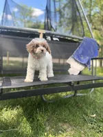 Angel, a female Poodle - Miniature  for sale in Baltimore, MD – Photo 6 of 6