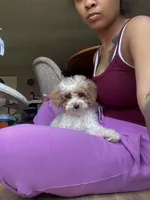 Angel, a female Poodle - Miniature  for sale in Baltimore, MD – Photo 3 of 6