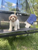 Angel, a female Poodle - Miniature  for sale in Baltimore, MD – Photo 5 of 6