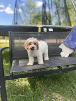 Angel, a female Poodle - Miniature  for sale in Baltimore, MD – Photo 4 of 6