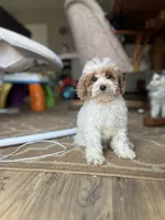 Angel, a female Poodle - Miniature  for sale in Baltimore, MD – Photo 2 of 6