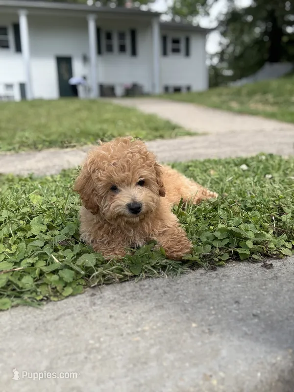 King – Poodle - Miniature  puppy for sale in Baltimore, MD