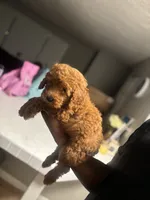 King, a male Poodle - Miniature  for sale in Baltimore, MD – 4 of 4