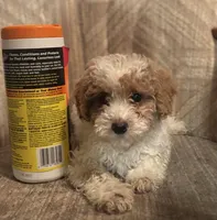 Angel , a female Poodle - Miniature  for sale in Baltimore, MD – Photo 1 of 3