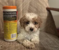 Angel , a female Poodle - Miniature  for sale in Baltimore, MD – Photo 2 of 3