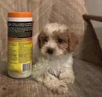 Angel , a female Poodle - Miniature  for sale in Baltimore, MD – Photo 3 of 3